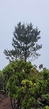 Plants: image 7 Of 208 Thumb